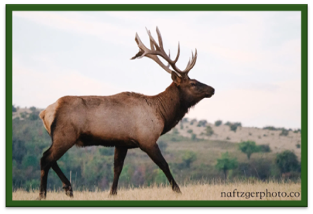 A large Bull Elk walking - elk has very large antlers image is of the entire elk with some landscape in the background.